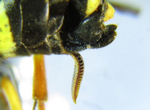 Réf. 265 764 : Zonuledo amoena