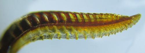 Zonuledo amoena