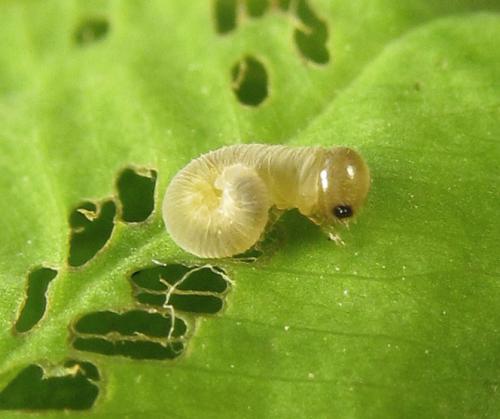 Réf. 265 794 : Tenthredo notha notha
