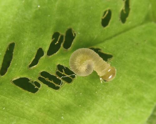 Réf. 265 795 : Tenthredo notha notha