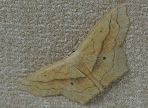 Scopula imitaria