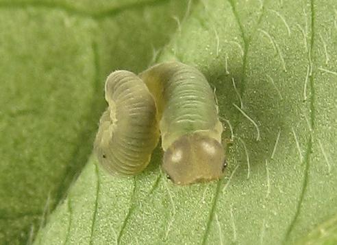 Réf. 265 797 : Tenthredo notha notha