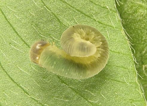 Réf. 265 798 : Tenthredo notha notha