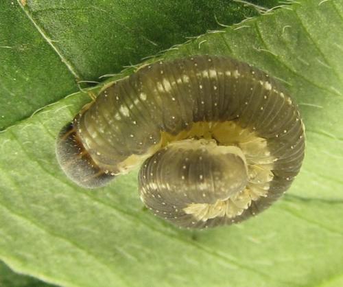 Réf. 265 799 : Tenthredo notha notha