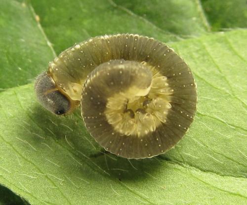 Réf. 265 800 : Tenthredo notha notha
