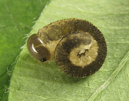 Réf. 265 801 : Tenthredo notha notha