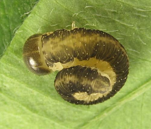 Réf. 265 802 : Tenthredo notha notha
