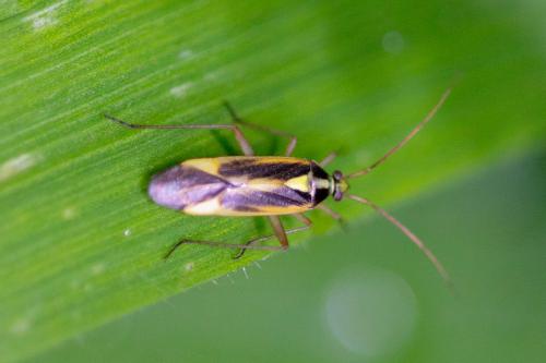 Stenotus binotatus