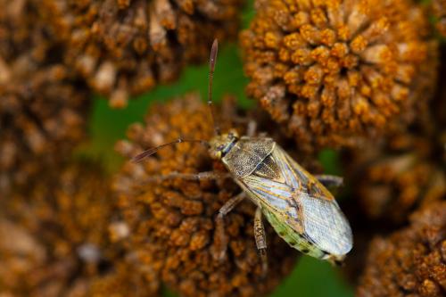 Stictopleurus punctatonervosus