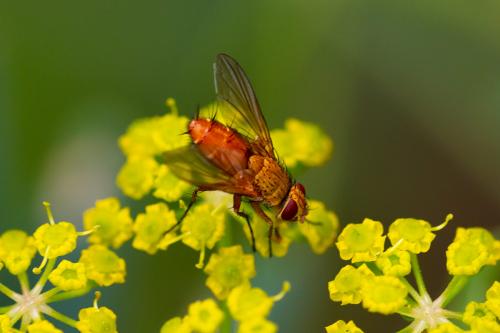 Leskia aurea
