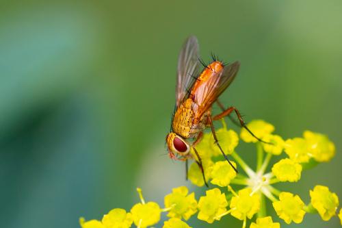 Leskia aurea