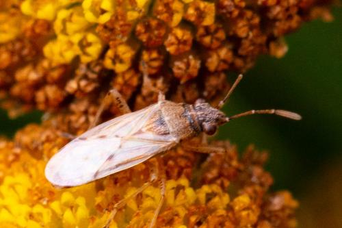 Réf. 265 848 : Nysius sp.