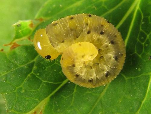 Zonuledo amoena