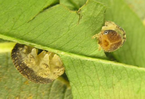 Réf. 265 803 : Tenthredo notha notha