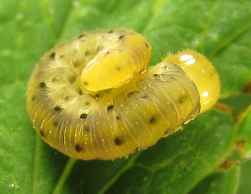 Réf. 265 770 : Zonuledo amoena