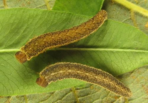 Réf. 265 804 : Tenthredo notha notha