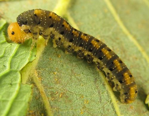 Réf. 265 772 : Zonuledo amoena