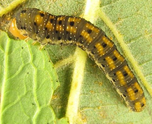 Zonuledo amoena