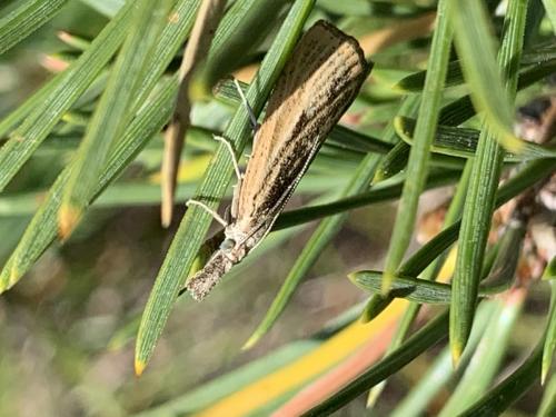 Réf. 265 930 : Agriphila inquinatella