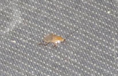 Ectobius sp.