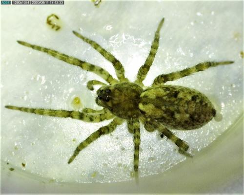 Arctosa perita