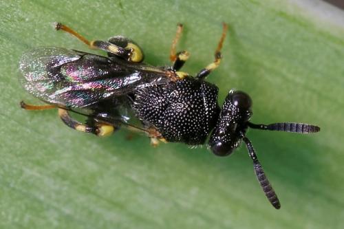 Brachymeria minuta
