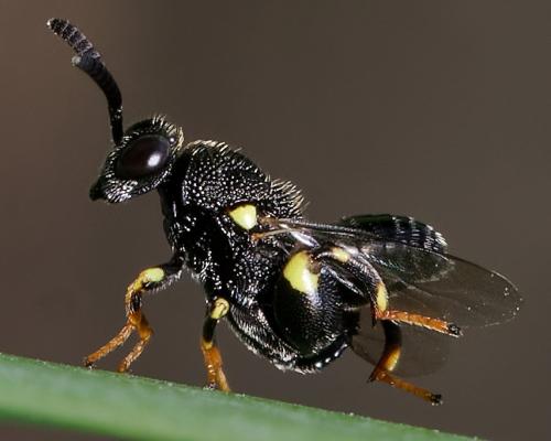 Brachymeria minuta