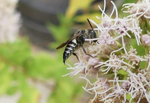 Réf. 265 143 : Coelioxys sp.