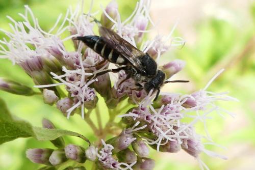 Réf. 265 144 : Coelioxys sp.