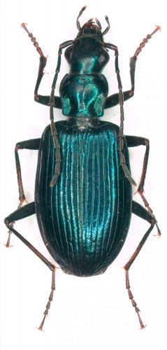 Anchomenus cyaneus