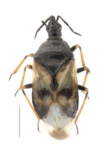 Anthocoris pilosus
