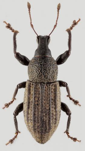 Réf. 265 548 : Barynotus sabulosus