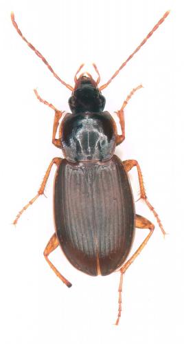 Réf. 265 677 : Calathus rotundicollis