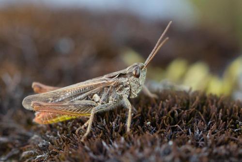 Chorthippus sp.