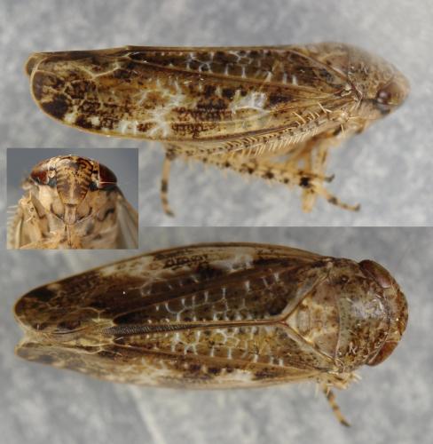 Réf. 265 114 : Allygidius sp.