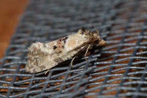 Réf. 265 844 : Cochylis molliculana