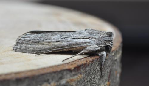 Réf. 265 410 : Cucullia umbratica