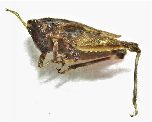 Tetrix undulata