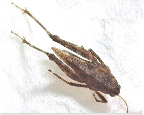 Tetrix undulata