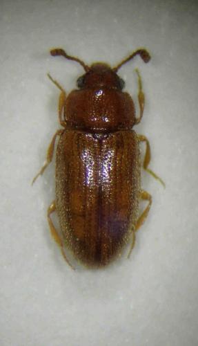 Cryptophilus propinquus