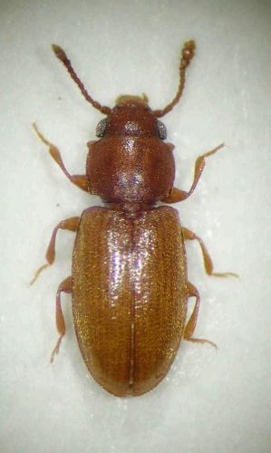 Ahasverus advena