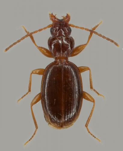 Réf. 265 138 : Trechus distinctus aragonicus