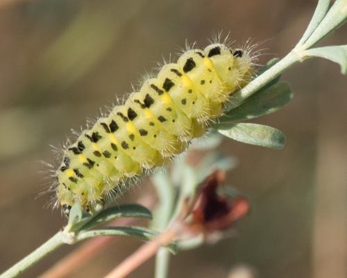Zygaena sp.