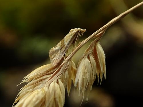 Réf. 265 718 : Cochylis sp.