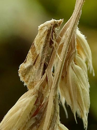 Réf. 265 719 : Cochylis sp.