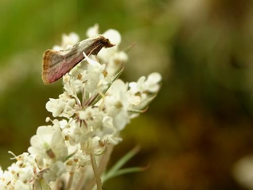 Réf. 265 716 : Cochylis sp.