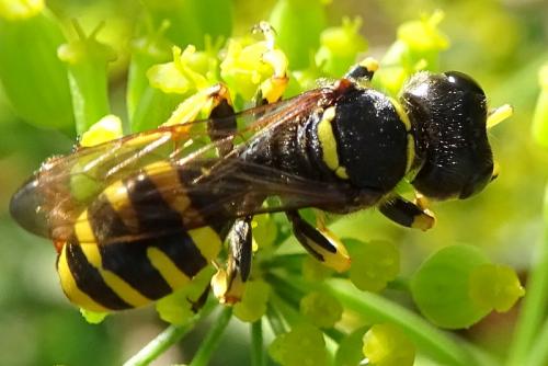 Réf. 265 269 : Ectemnius cephalotes