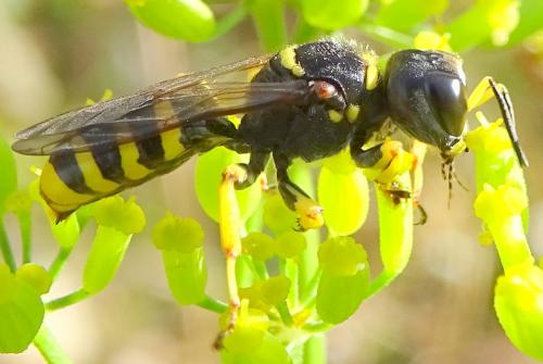 Réf. 265 267 : Ectemnius cephalotes