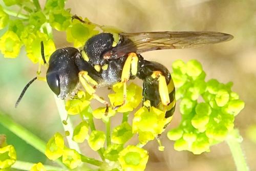Réf. 265 270 : Ectemnius cephalotes