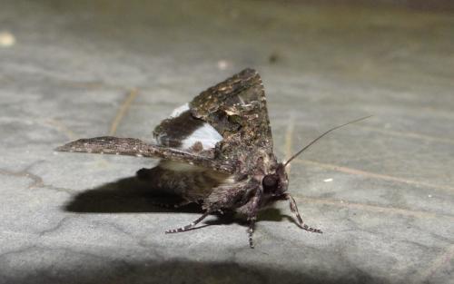 Aedia leucomelas
